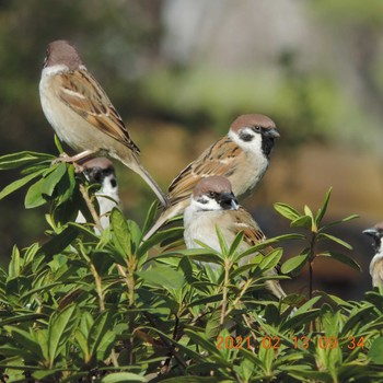 Eurasian Tree Sparrow Hibiya Park Sat, 2/13/2021