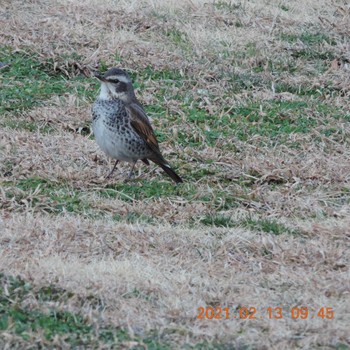 Dusky Thrush Hibiya Park Sat, 2/13/2021