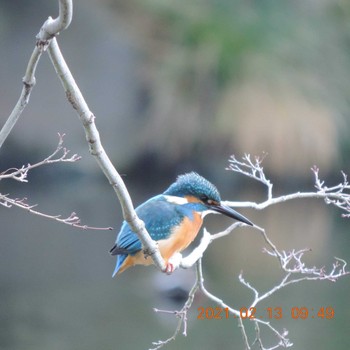 Common Kingfisher Hibiya Park Sat, 2/13/2021