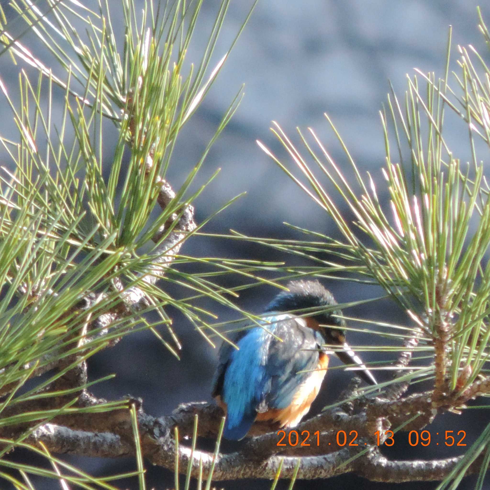 Photo of Common Kingfisher at Hibiya Park by K2Uchihira