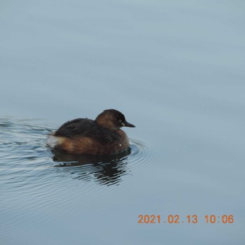 Little Grebe Imperial Palace Sat, 2/13/2021