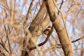 Bull-headed Shrike 守谷市大柏里山 Sat, 2/13/2021