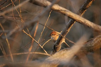 Bull-headed Shrike 守谷市大柏里山 Sat, 2/13/2021