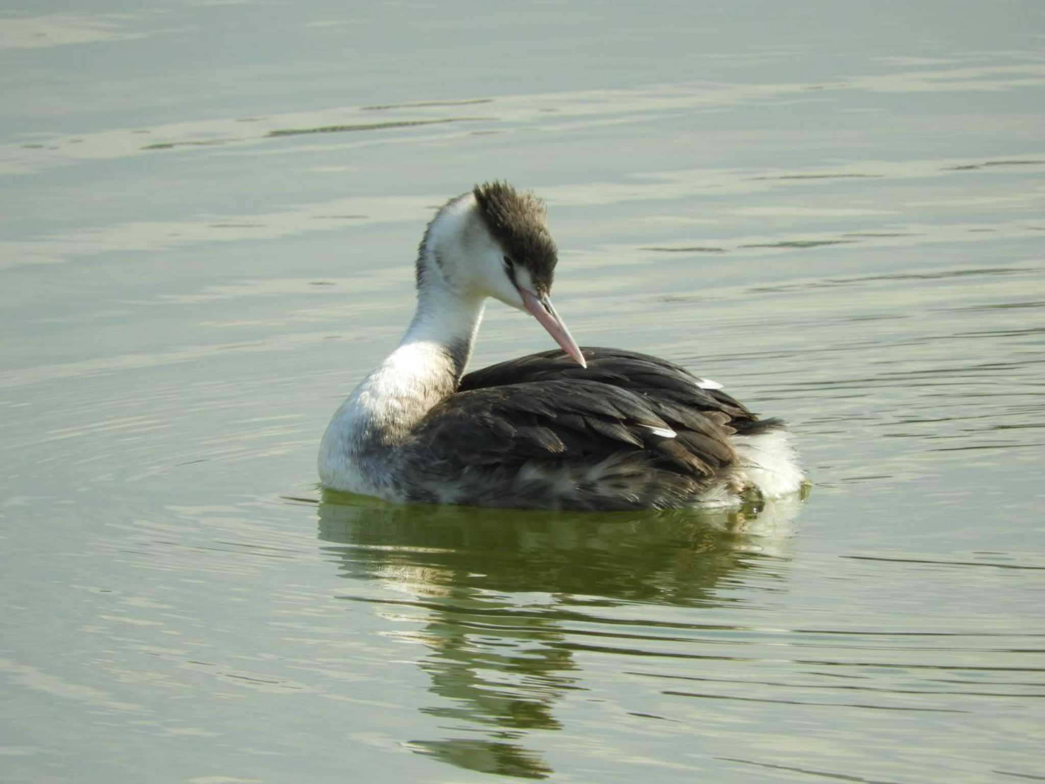 Great Crested Grebe