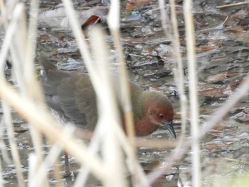 2021年2月13日(土) 平城宮跡の野鳥観察記録