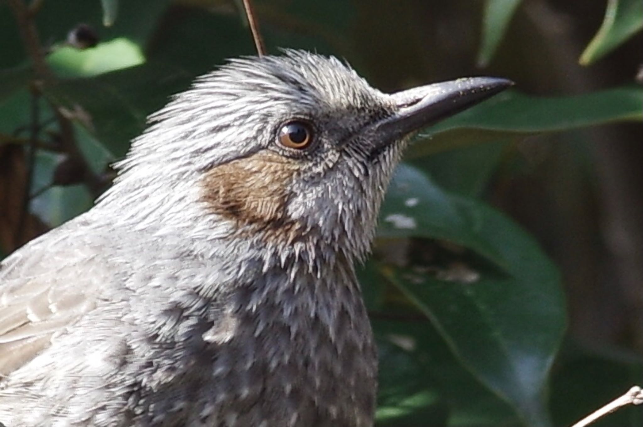 Brown-eared Bulbul