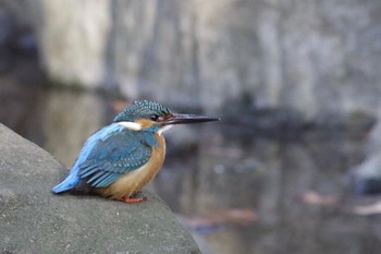 カワセミ 里見公園 2021年2月13日(土)