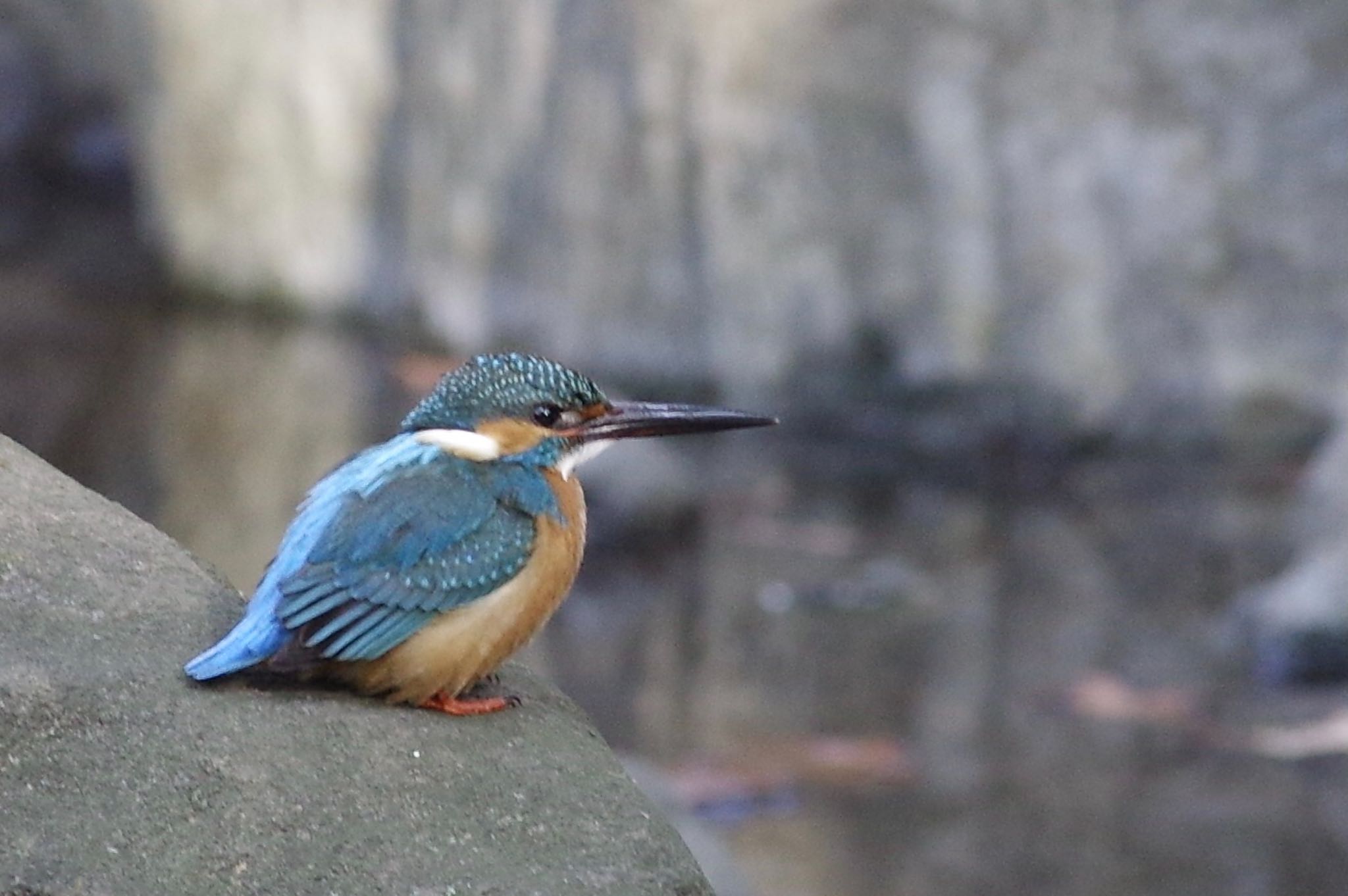 Photo of Common Kingfisher at Satomi Park by TOMOTOMO