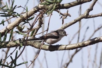 Long-tailed Tit Satomi Park Sat, 2/13/2021