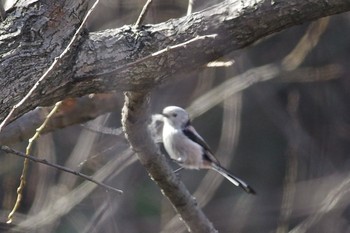 Long-tailed Tit Satomi Park Sat, 2/13/2021