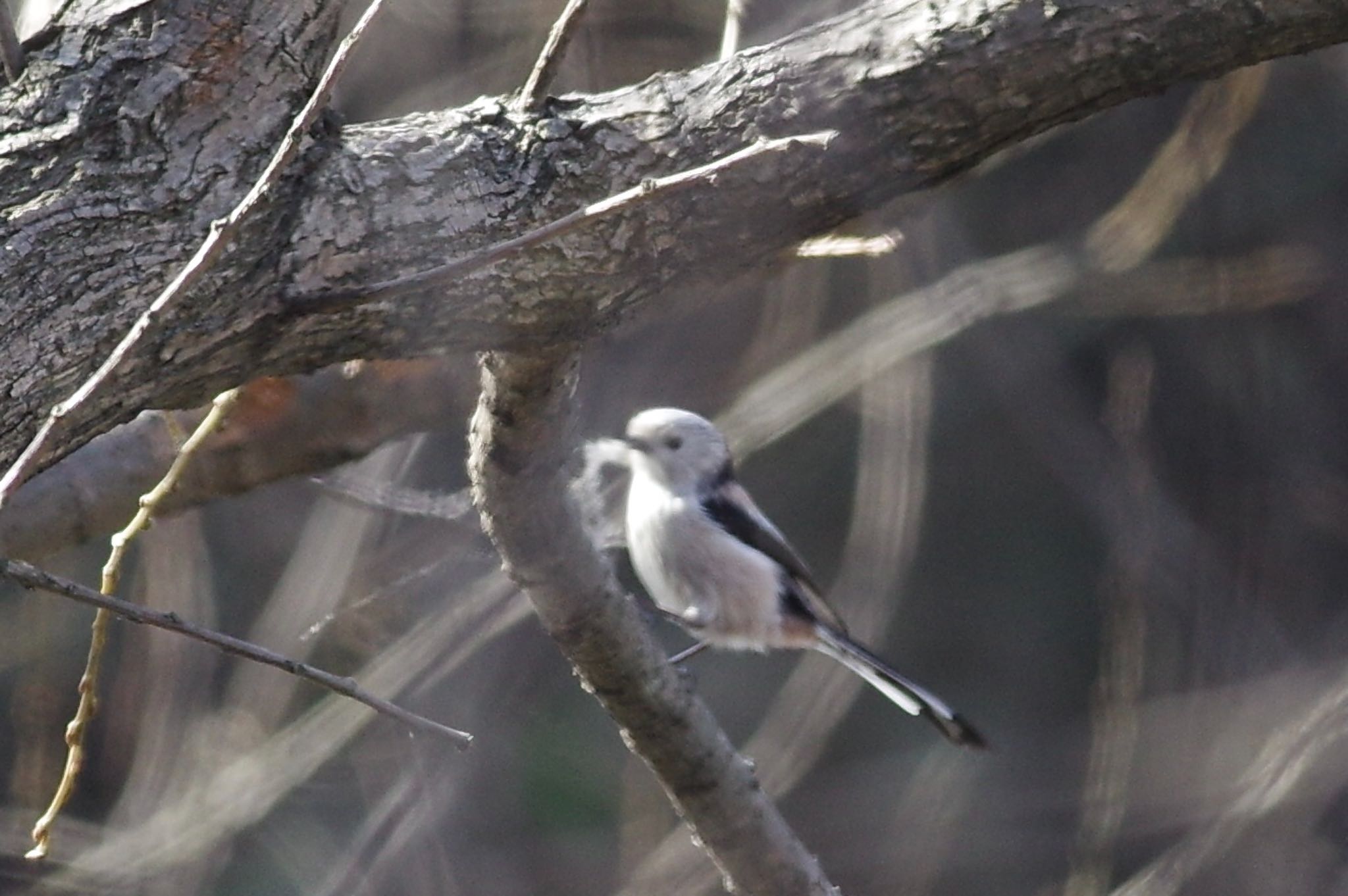 Long-tailed Tit