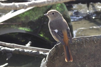 Daurian Redstart Satomi Park Sat, 2/13/2021