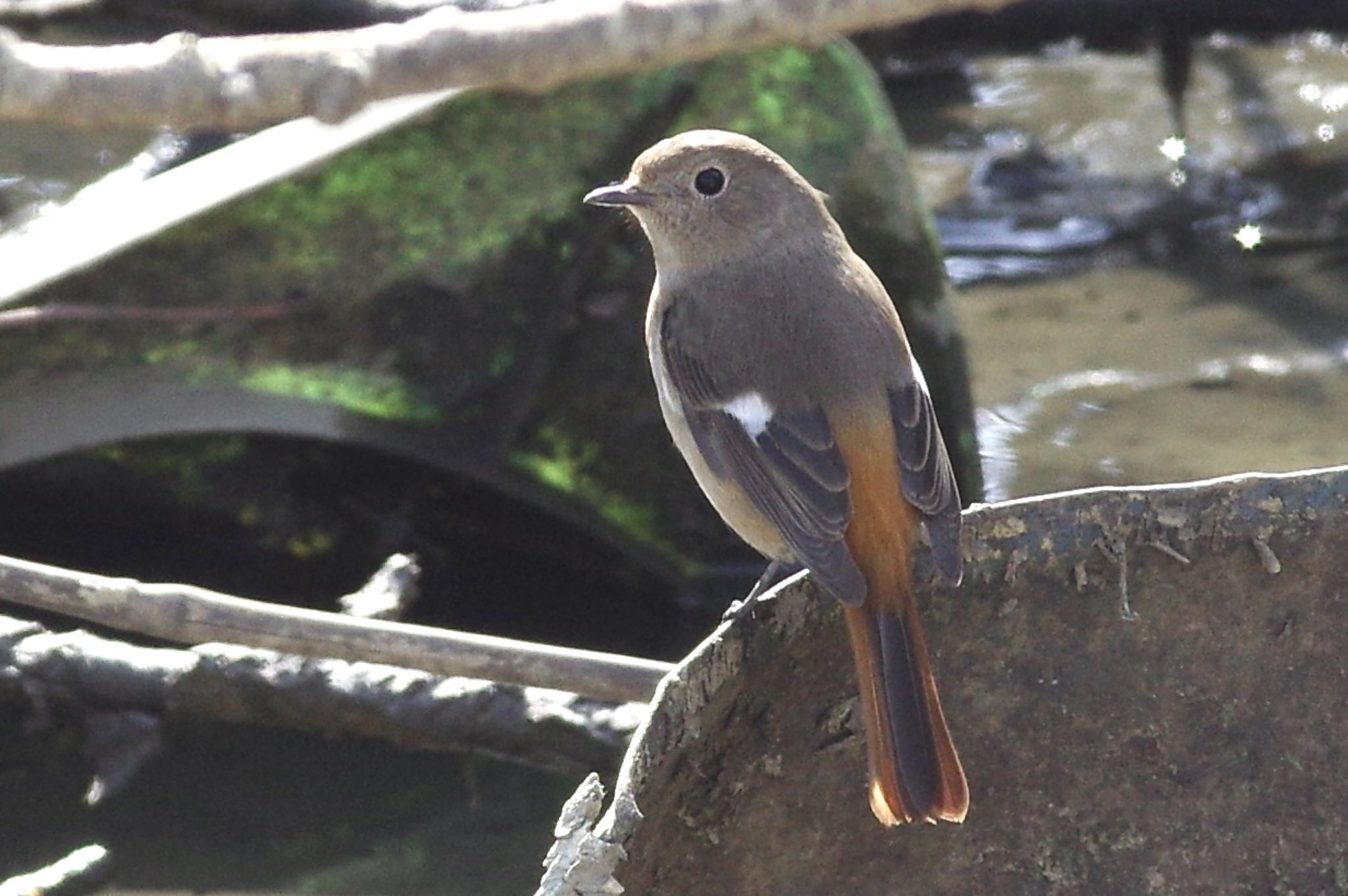 Daurian Redstart