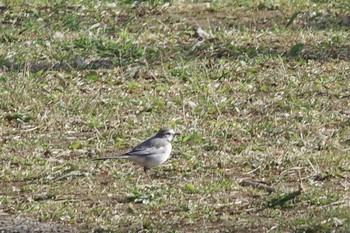 White Wagtail Satomi Park Sat, 2/13/2021