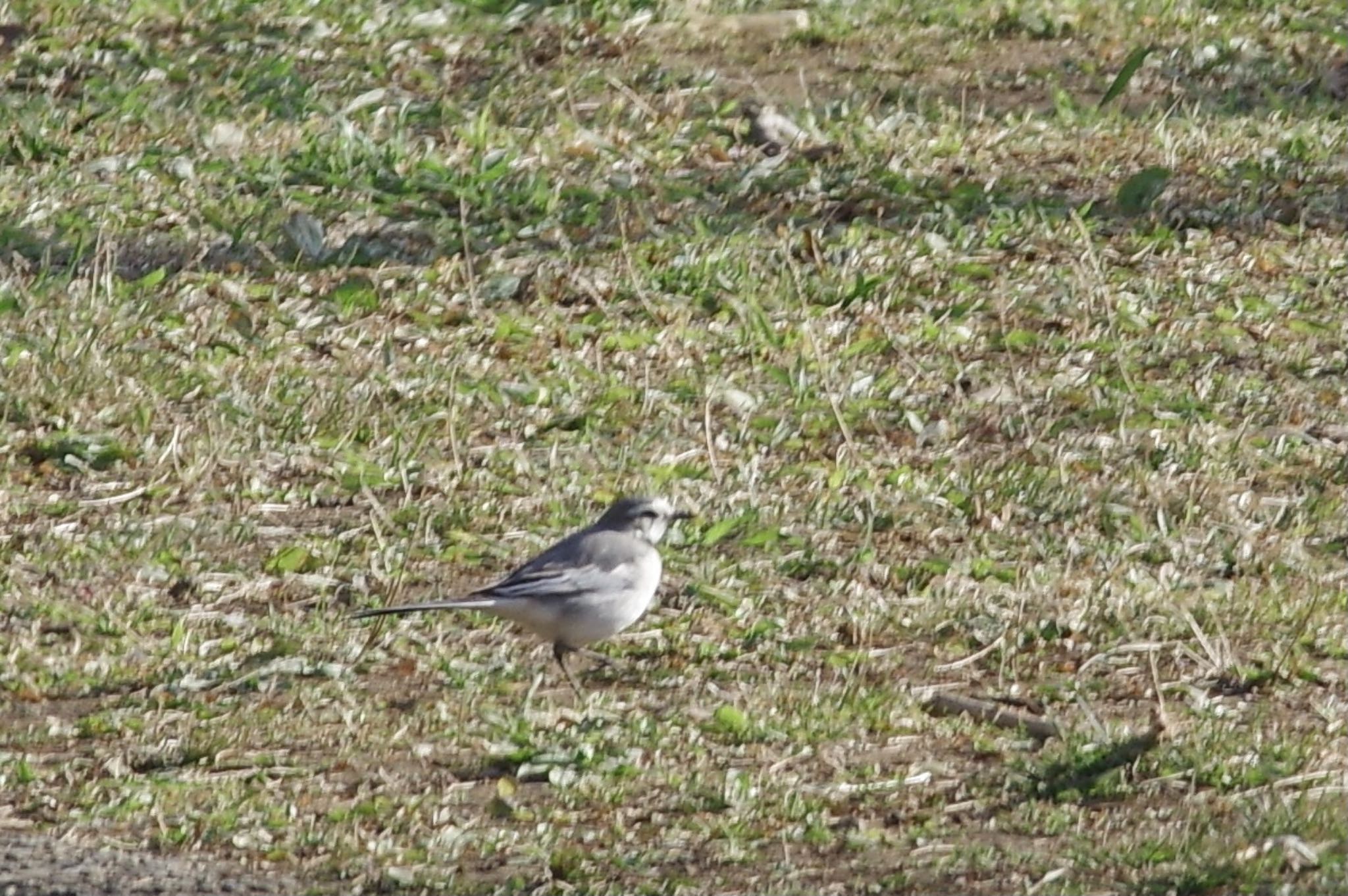 Photo of White Wagtail at Satomi Park by TOMOTOMO