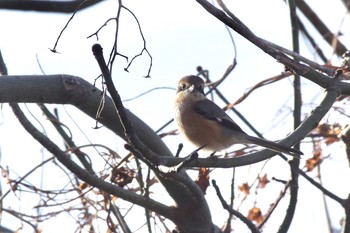 モズ 里見公園 2021年2月13日(土)