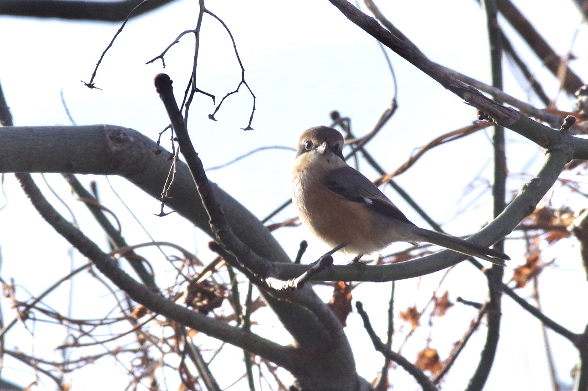 Bull-headed Shrike