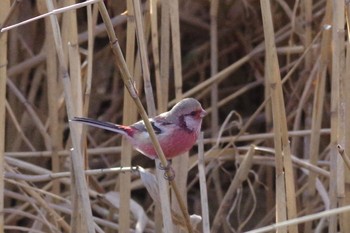 2021年2月13日(土) 秋ヶ瀬公園の野鳥観察記録