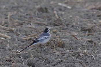 ハクセキレイ 秋ヶ瀬公園 2021年2月13日(土)