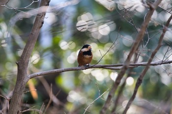 2021年2月13日(土) 北本自然観察公園の野鳥観察記録