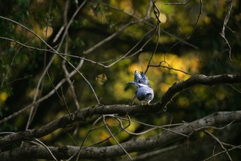 Crested Kingfisher Unknown Spots Sat, 11/21/2015