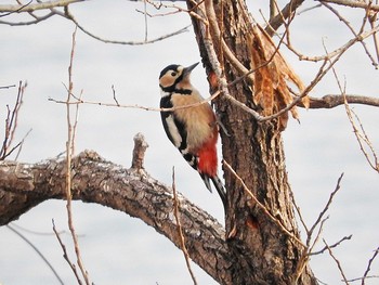 Great Spotted Woodpecker 岐阜県 Tue, 1/3/2017