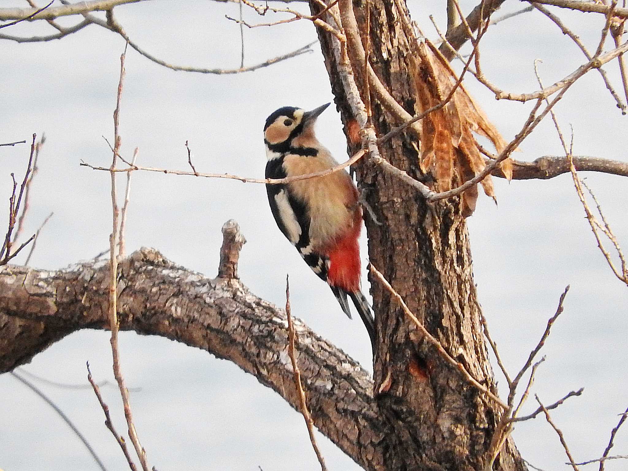 Photo of Great Spotted Woodpecker at 岐阜県 by ももの助