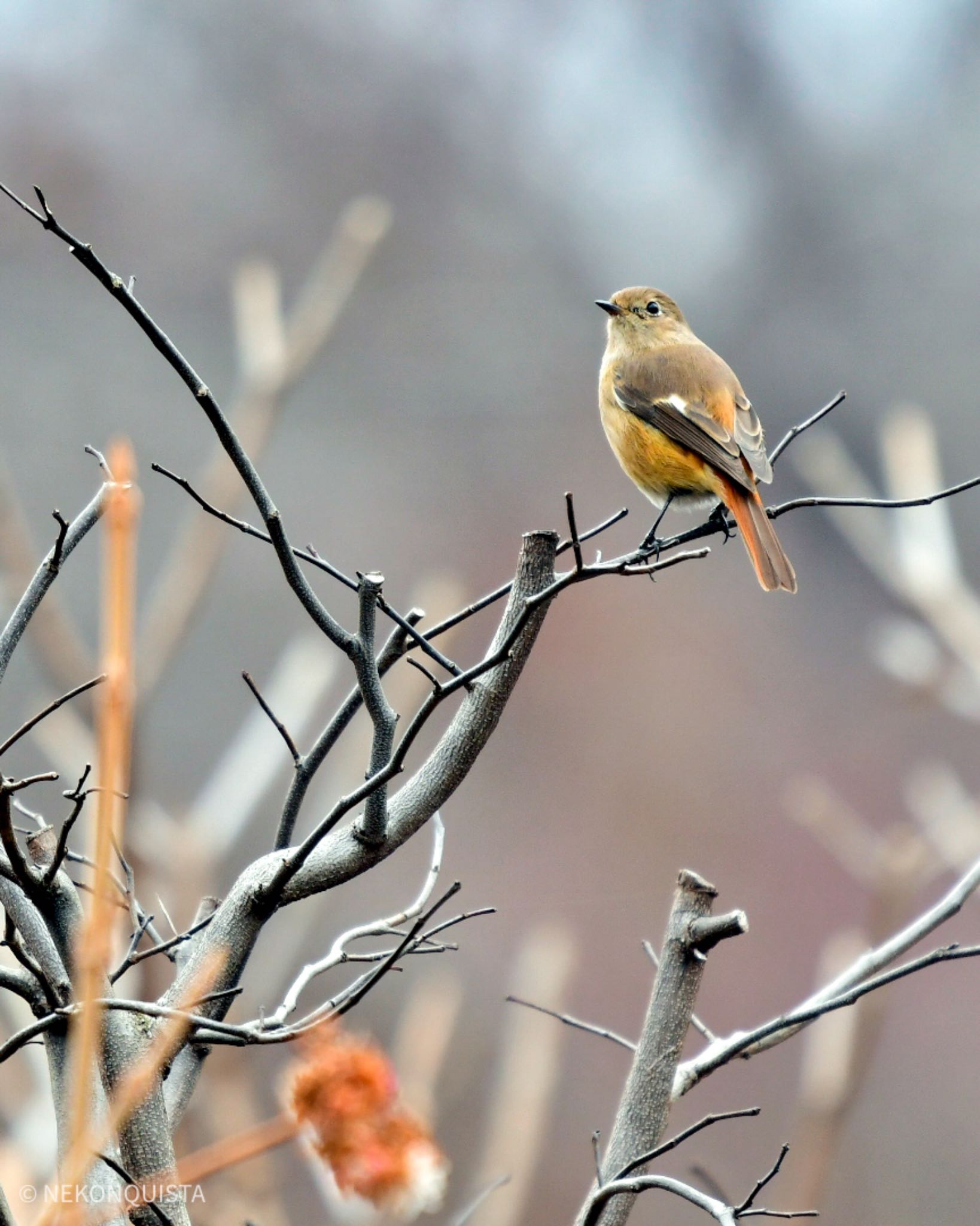 Photo of Daurian Redstart at 北山緑化植物園(西宮市) by NEKONQUISTA