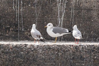 2021年2月12日(金) 波崎漁港の野鳥観察記録