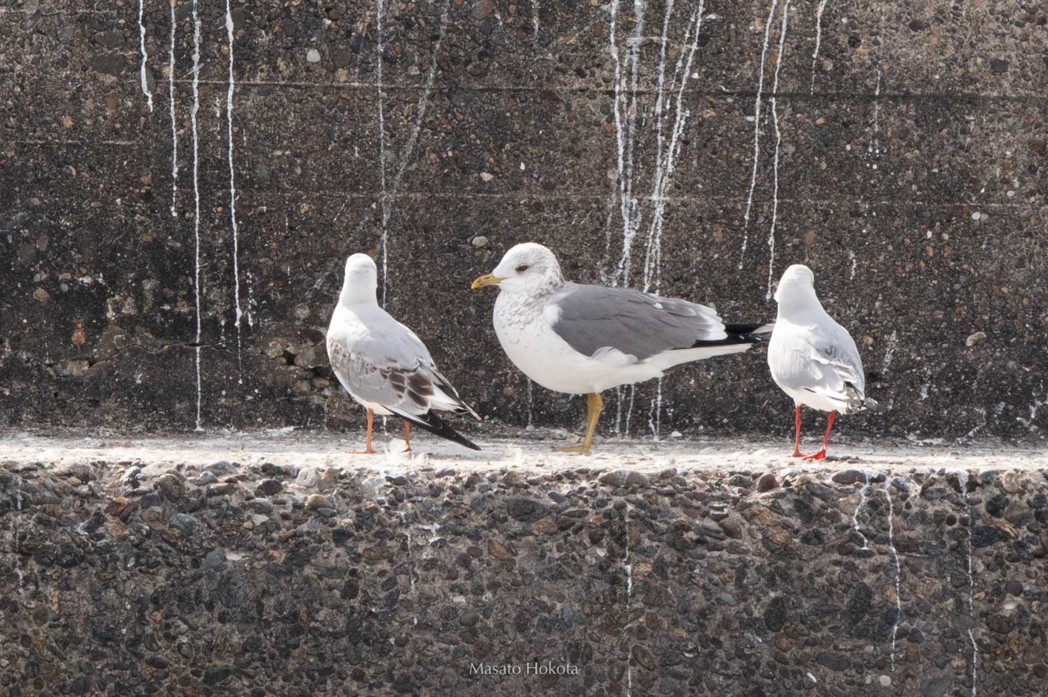 Photo of Common Gull at 波崎漁港 by Trio