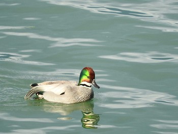 Falcated Duck 岐阜県 Tue, 1/3/2017
