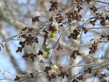 Fri, 2/12/2021 Birding report at 十勝エコロジーパーク