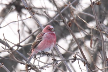 Pallas's Rosefinch 十勝地方 Sat, 2/13/2021