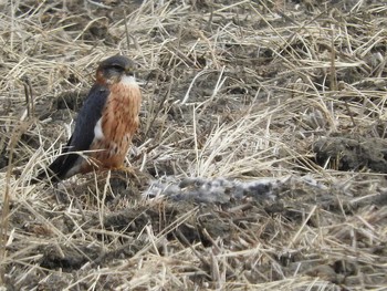 コチョウゲンボウ 愛知県 2017年1月3日(火)