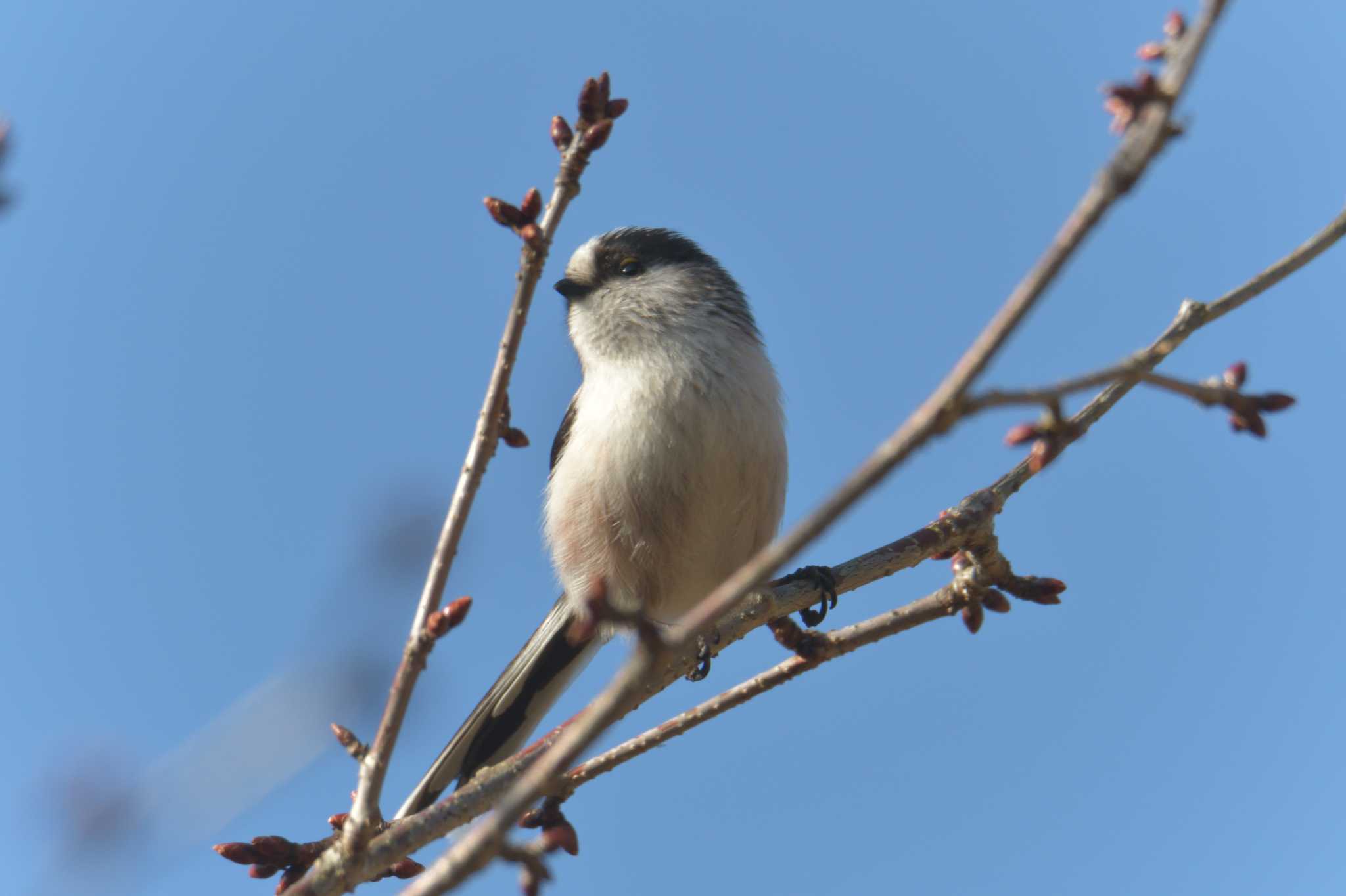 滋賀県甲賀市甲南町創造の森 エナガの写真