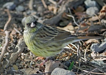 アオジ 佐鳴湖 2020年2月2日(日)