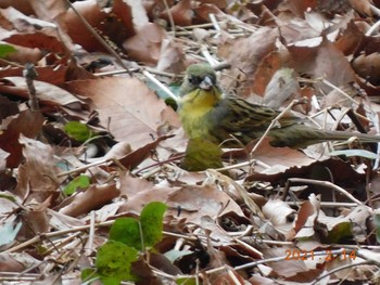 2021年2月14日(日) グリーンポート　エコ　アグリパークの野鳥観察記録