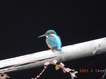 2021年2月14日(日) 芝山水辺の里の野鳥観察記録