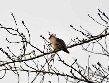 2021年2月14日(日) 千種区の野鳥観察記録