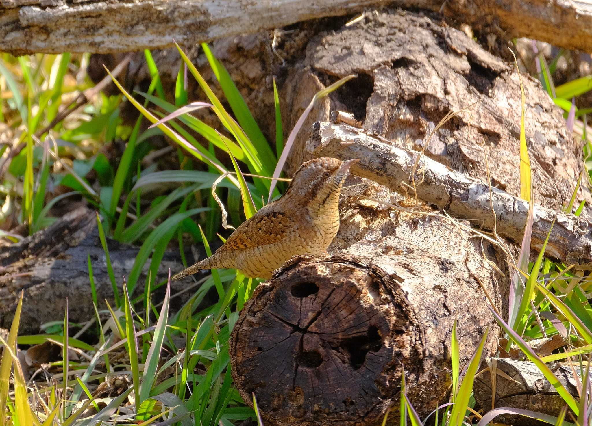 舞岡公園 アリスイの写真