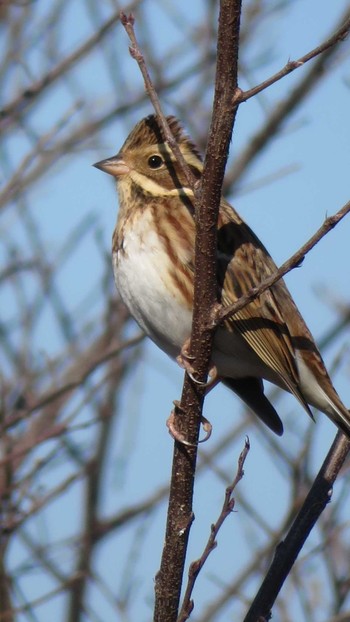 Rustic Bunting 多摩川 Sun, 12/18/2016