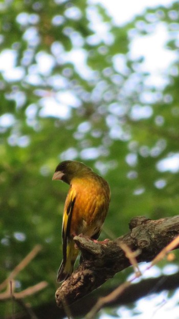 Grey-capped Greenfinch 相模三川公園 Mon, 5/22/2017