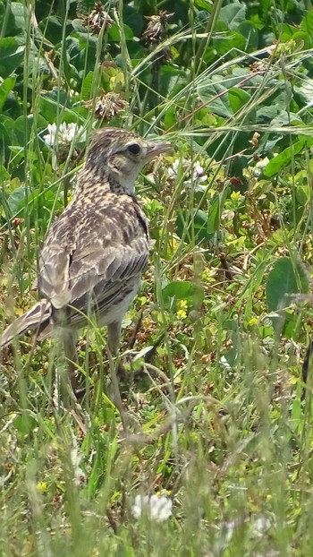 Eurasian Skylark 銚子マリーナ Mon, 5/27/2019