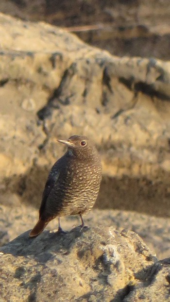 Blue Rock Thrush 城ヶ島公園 Fri, 11/21/2014