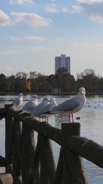 Common Gull 三郷公園 Sun, 12/14/2014