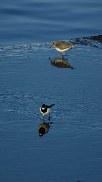 Japanese Wagtail 多摩川 Sun, 2/7/2016