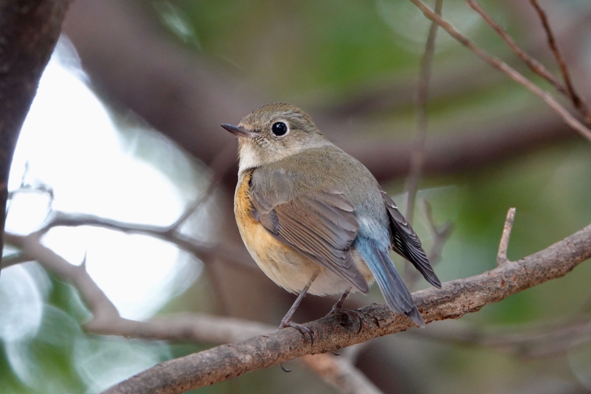 Photo of Red-flanked Bluetail at 東京都 by ひじり