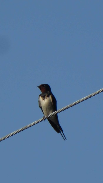 Barn Swallow 三崎港 Sun, 6/1/2014