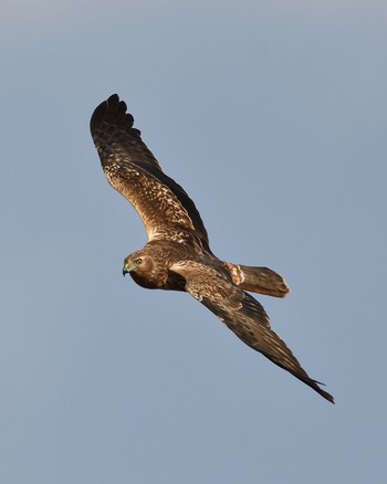 Eastern Marsh Harrier Watarase Yusuichi (Wetland) Tue, 1/3/2017