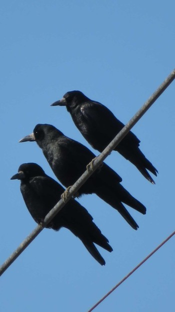 Rook Unknown Spots Sun, 12/18/2016